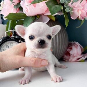 Chihuahua Welpen