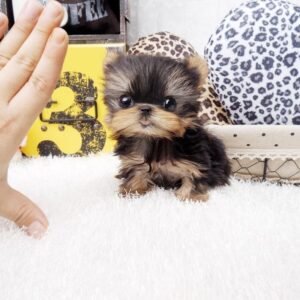 Yorkshire Terrier (Yorkie) Welpen