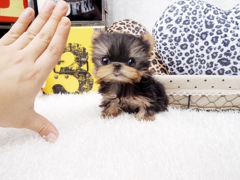 Yorkshire Terrier (Yorkie) Welpen
