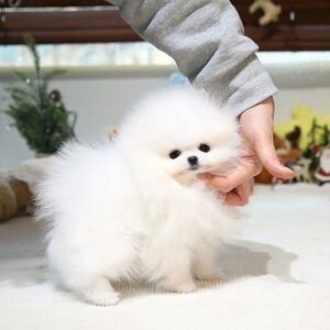 Pomeranian (Zwergspitz)