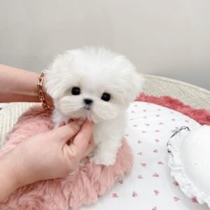 Malteser Welpen