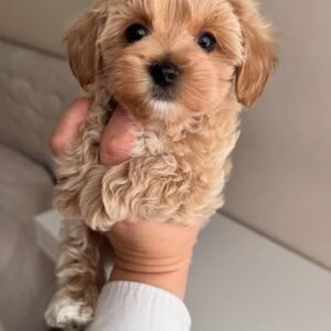 Toy-Pudel