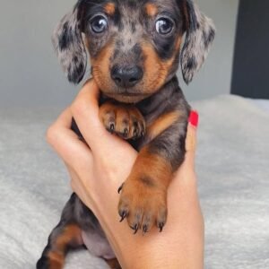 🐶 Dackel (Dachshund) -Welpen