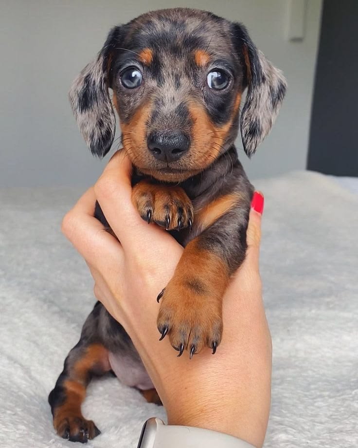 🐶 Dackel (Dachshund) -Welpen